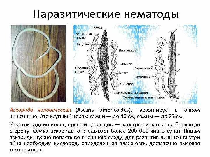 Тип круглые черви, или нематоды. Строение круглые+ червей карточка. Строение систем нематоды. Типы круглых червей. Круглые черви нематоды паразиты.