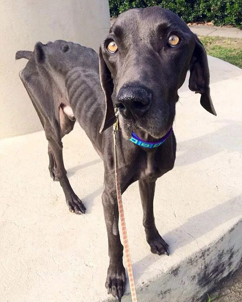 худые породы собак. гончая веймаранер. малая итальянская борзая левретка. азавак африканская борзая. левретка.