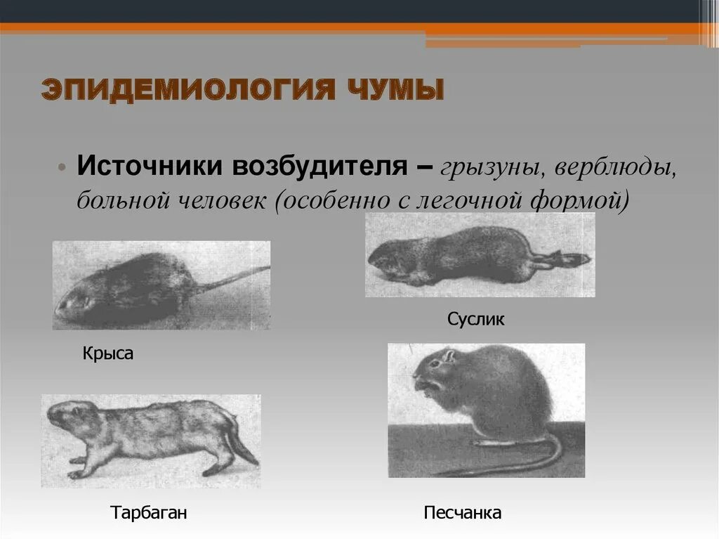 Грызун переносчик заболеваний. Чума источник заражения. Источник возбудителя чумы. Эпидемиология возбудителя чумы.