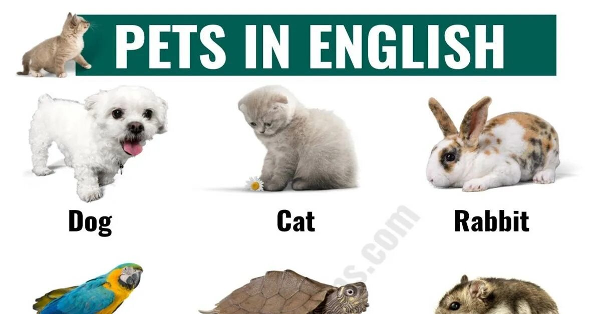 Kind pets. Pets in English. Pets на английском. Pets на английском для детей. Rabbit карточка на английском.