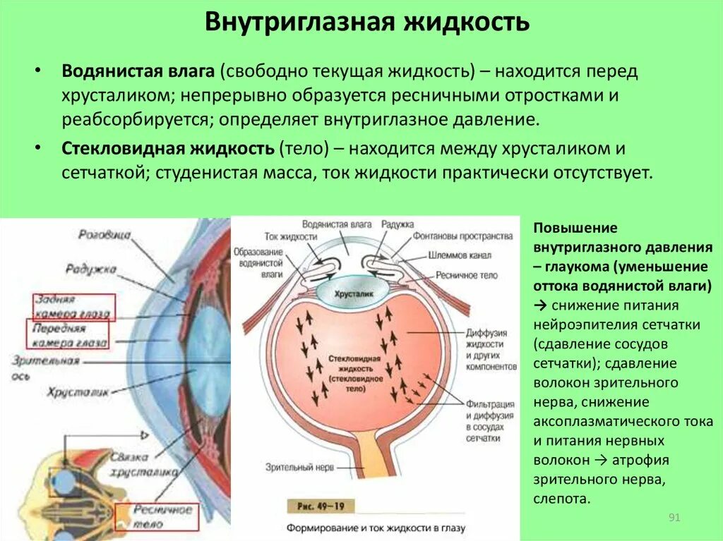 Водянистая влага функции