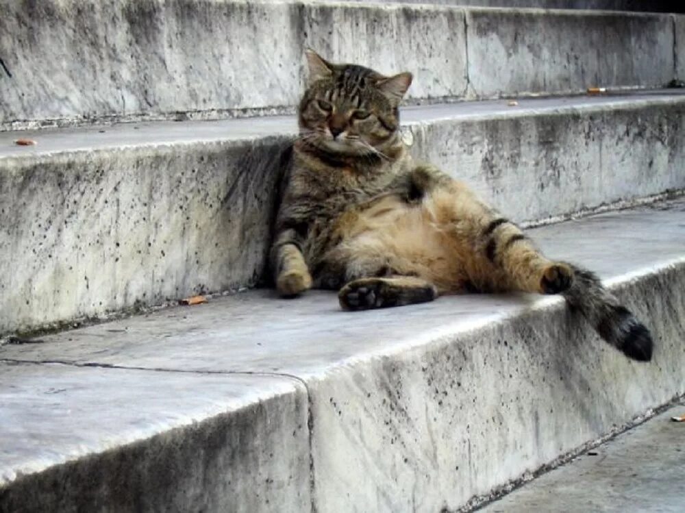Я бычок подниму. Кот лежит на ступеньке. Кот думает о жизни. Смешные высказывания про скуку. Без кота и жизнь не та картинки с надписью.