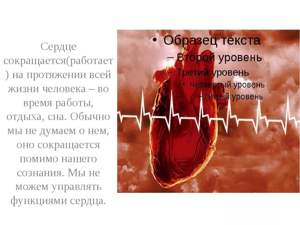 Сердце бьется всю жизнь. Сердце человека сокращается. как работает сердце человека.
