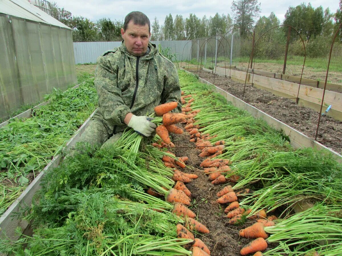 Овощи на грядке. Огород урожай. Морковь на грядке. Морковь в огороде. Есть и овощ в огороде