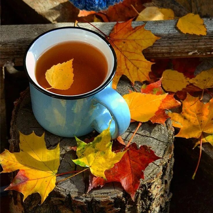 Осенний чай. Осень чай. Утро осень. Осень чай листья.