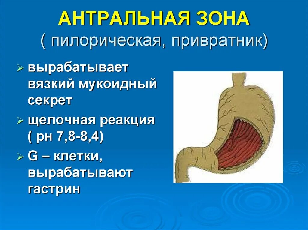 Антральный и пилорический отделы. Пилорической зоны желудка. Антральный и пилорический отделы желудка. Кто такой привратник