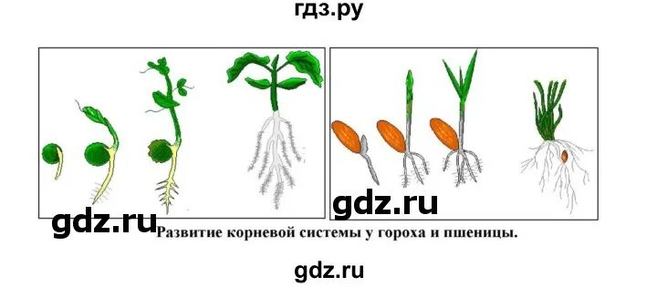 Минеральное питание растений тест по биологии 6