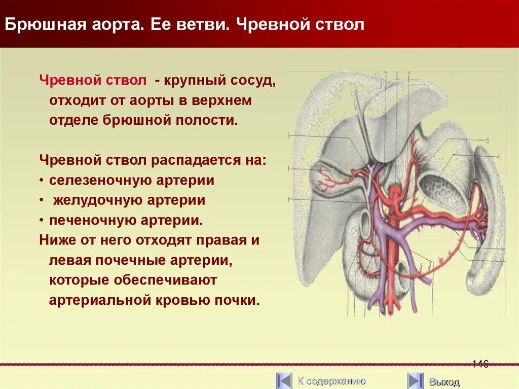 Аорта чревный ствол анатомия. Чревный ствол брюшной аорты анатомия. Артерии чревного ствола схема. Кровоснабжение чревного ствола.