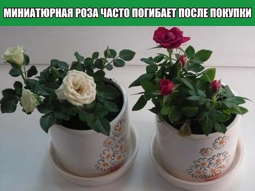 цветочный горшок с гибискус. роза кордана завяла. роза карликовые розы. роза кордана малиновая керри. какой горшок нужен для розы.