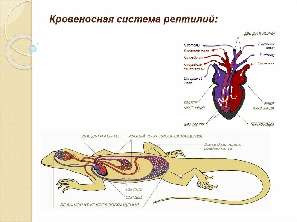 В сердце рептилий имеется. Строение кровеносной системы пресмыкающихся. Строение кровеносной системы рептилий. Строение кровеносной системы рептилий схема. Кровеносная система пресмыкающихся 7 класс схема.