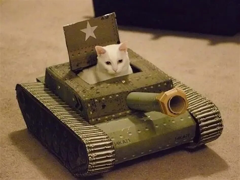 Мем с котом на войне Солдату (Таманна) / Стихи.ру