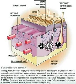 В каком слое кожи синтезируется меланин впр