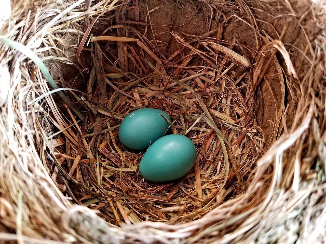 Какого цвета яйца птиц. J230 гнездо. Голубые яйца. Птичьи яйца. Птичьи яйца в гнезде.