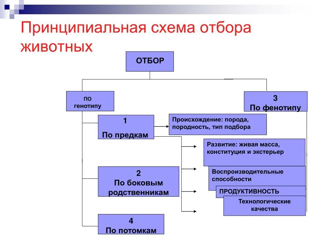 Отбор проводимый человеком. Принципиальная схема отбора животных. Методы подбора животных. Формы подбора сельскохозяйственных животных. Методы отбора в животноводстве.