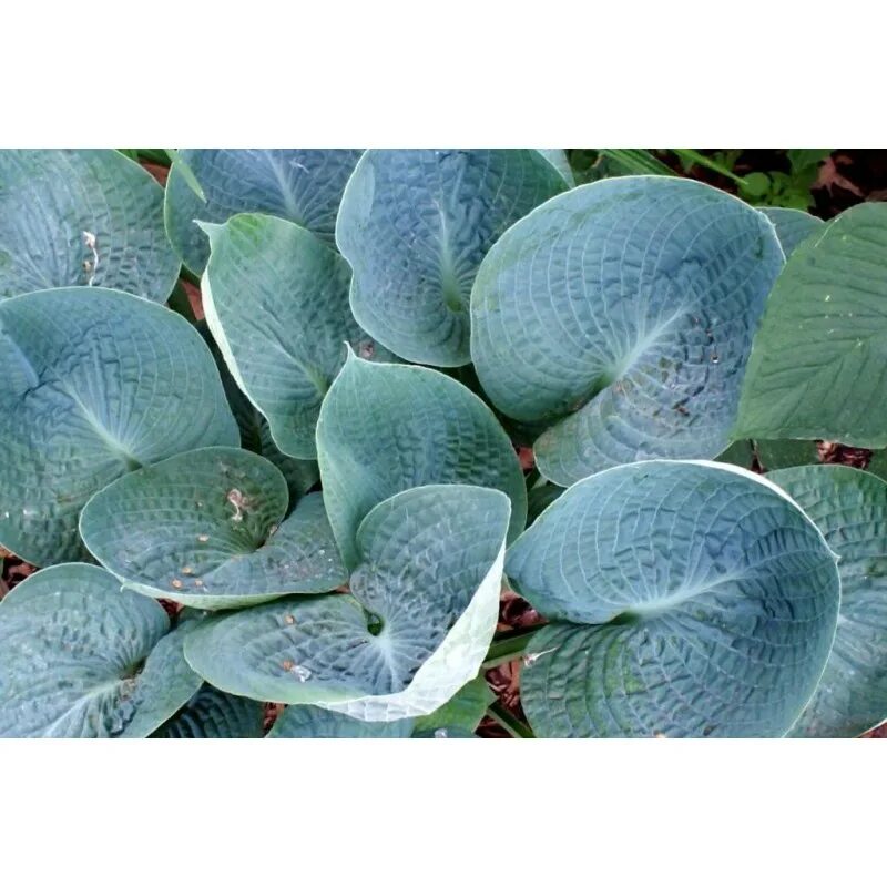 Лав хост. Хоста блю стилтон. Хоста канадиан блю. Хоста гибридная лав пэт. Хоста гибридная лав пэт.