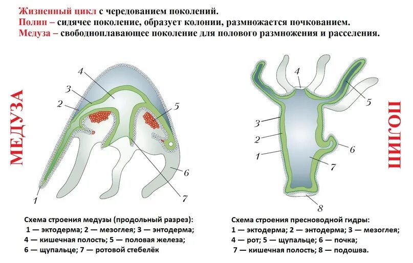 Тип кишечнополостные тест 2 вариант 2