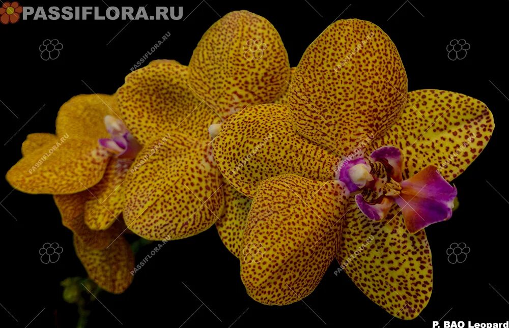 Bao p205. Орхидея Бао леопард. Фаленопсис Бао леопард. Phalaenopsis Leopard Princess ‘Golden loepard’ l-106. Fang Cheng bao Leopard 5.