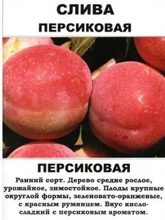 Слива персиковая описание отзывы