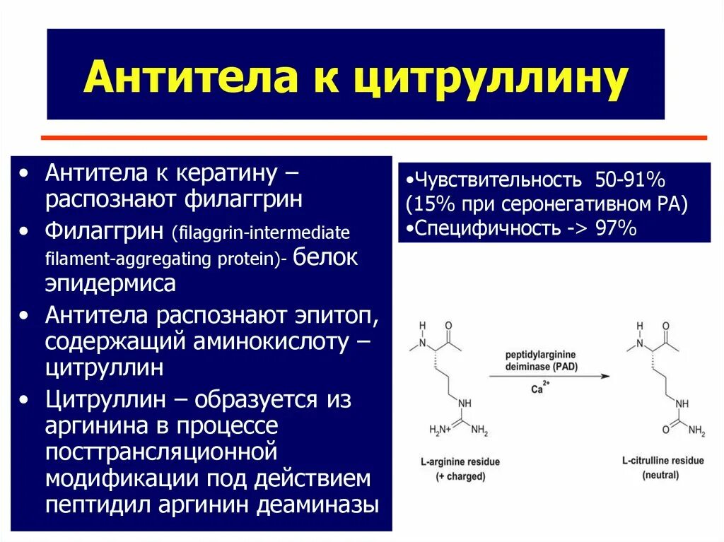 Антитела к циклическому пептиду. Пиррулин аминокислота. цитруллин в организме. циклическому цитруллин пептиду норма антитела. цитруллин механизм действия.