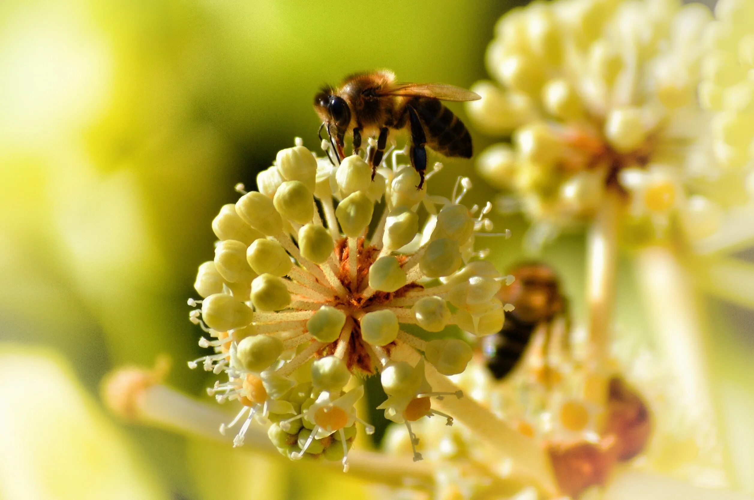 Пчела питается нектаром. Пчелиная пыльца (Bee pollen). Пчела Карника. Шмель опыляет Клевер. Пчела на Липе.