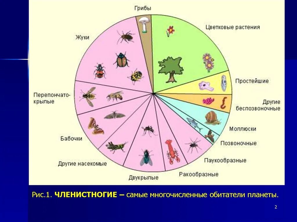 Общее количество простейших. Многообразие видов. Видовое разнообразие. Классификация живых организмов. Членистоногие самый многочисленный Тип животных.