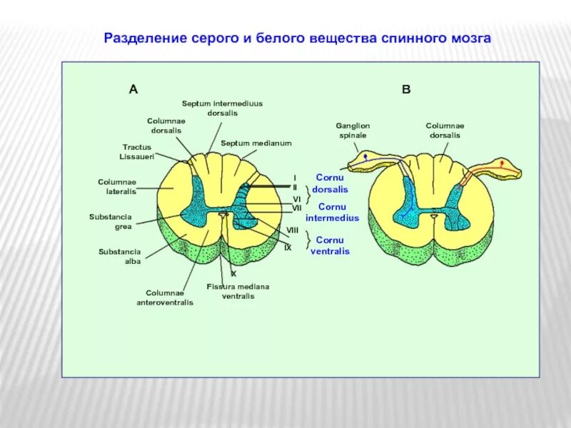 Элементы спинного мозга серое и белое вещество. Строение серого и белого вещества. Белое вещество спинного мозга. Строение серого и белого вещества спинного мозга. Строение мозга серое и белое вещество