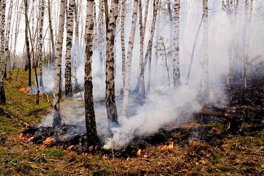 Лесной пал. Пожар в Березовом лесу. Весенние палы травы. Лесной пожар весной. Пожар в лесу весной.