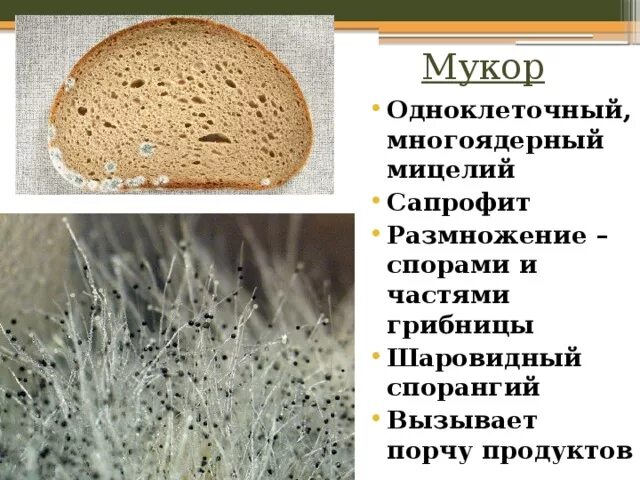 Грибы сапрофиты мукор. Мицелий плесневых грибов. Мукор одноклеточный гриб. Цикл размножения мукора. Плесневый гриб мукор относится к