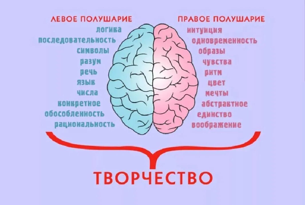 Полушария мозга. Левое полушарие мозга. Правое полушарие. Мозг человека левое и правое полушарие. Правое полушарие больше левого