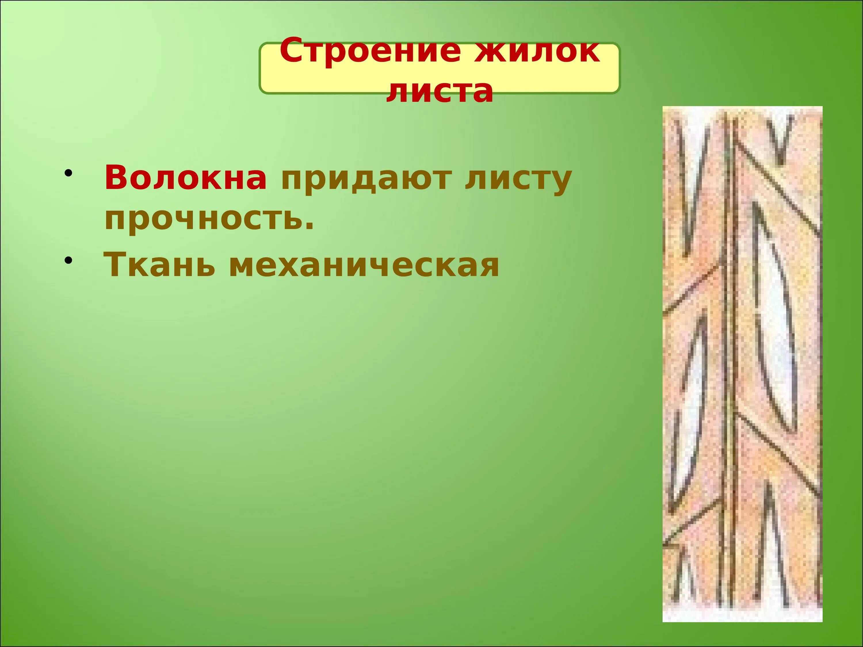 Какой тканью представлены жилки. Механическая ткань листа. Ткани жилки листа. Строение механической ткани жилок. Волокна жилки листа.