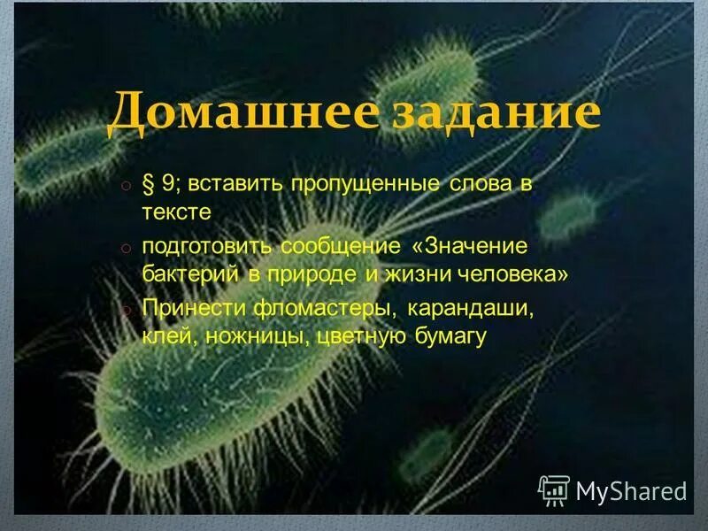 Лабораторная работа строение бактерий. Лабораторная работа строение бактерий