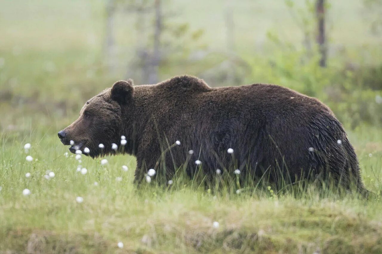 Форма бурого медведя. Бурый медведь Мещера. Медведь на болоте. Дикий медведь. Бурый медведь в тайге.
