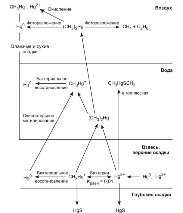 Ртуть схема. Биогеохимический цикл ртути. Биогеохимический цикл ртути по р р Бруксу. Биогеохимический цикл тяжелых металлов. Круговорот ртути в биосфере.