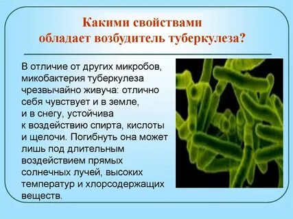 Микобактерия туберкулеза лечение