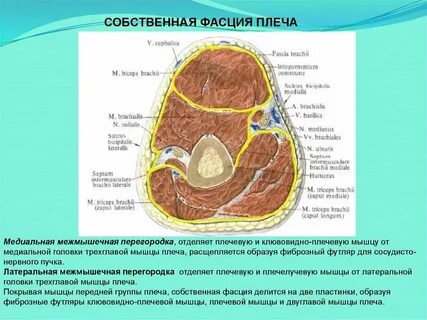 Разрезы на плече