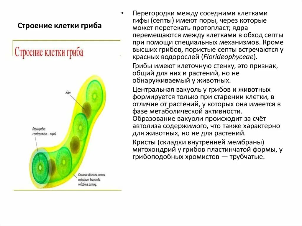 Функции вакуолей у грибов. Строение клетки гриба. Вакуоли грибной клетки. Структура клетки гриба. Клетки гриба не имеют ядра