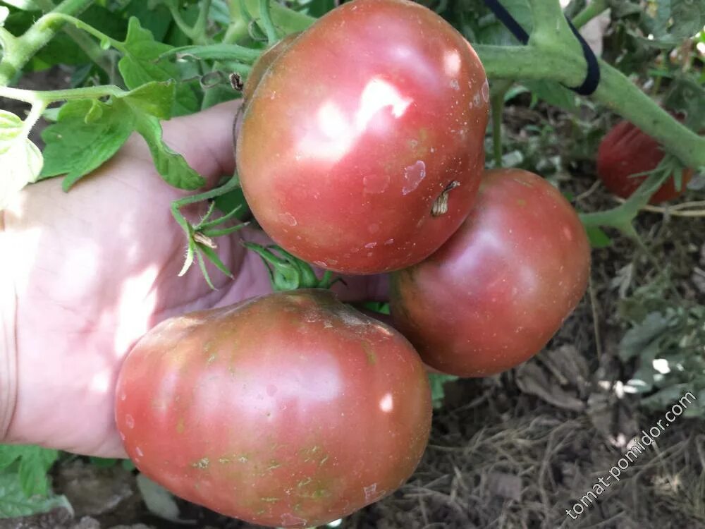 Сорт цыпочка. Сорт цыпочка. Томат золотая канарейка партнер. Сорт цыпочка. Томат золотой гребешок f1.