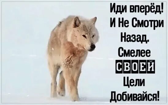 Надо идти вперед. Иди вперед и не оборачивайся. иди вперед и не оборачивайся назад. идти вперёд и не оглядываться. не оглядывайся назад иди только вперед.