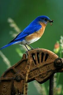 Blues birds