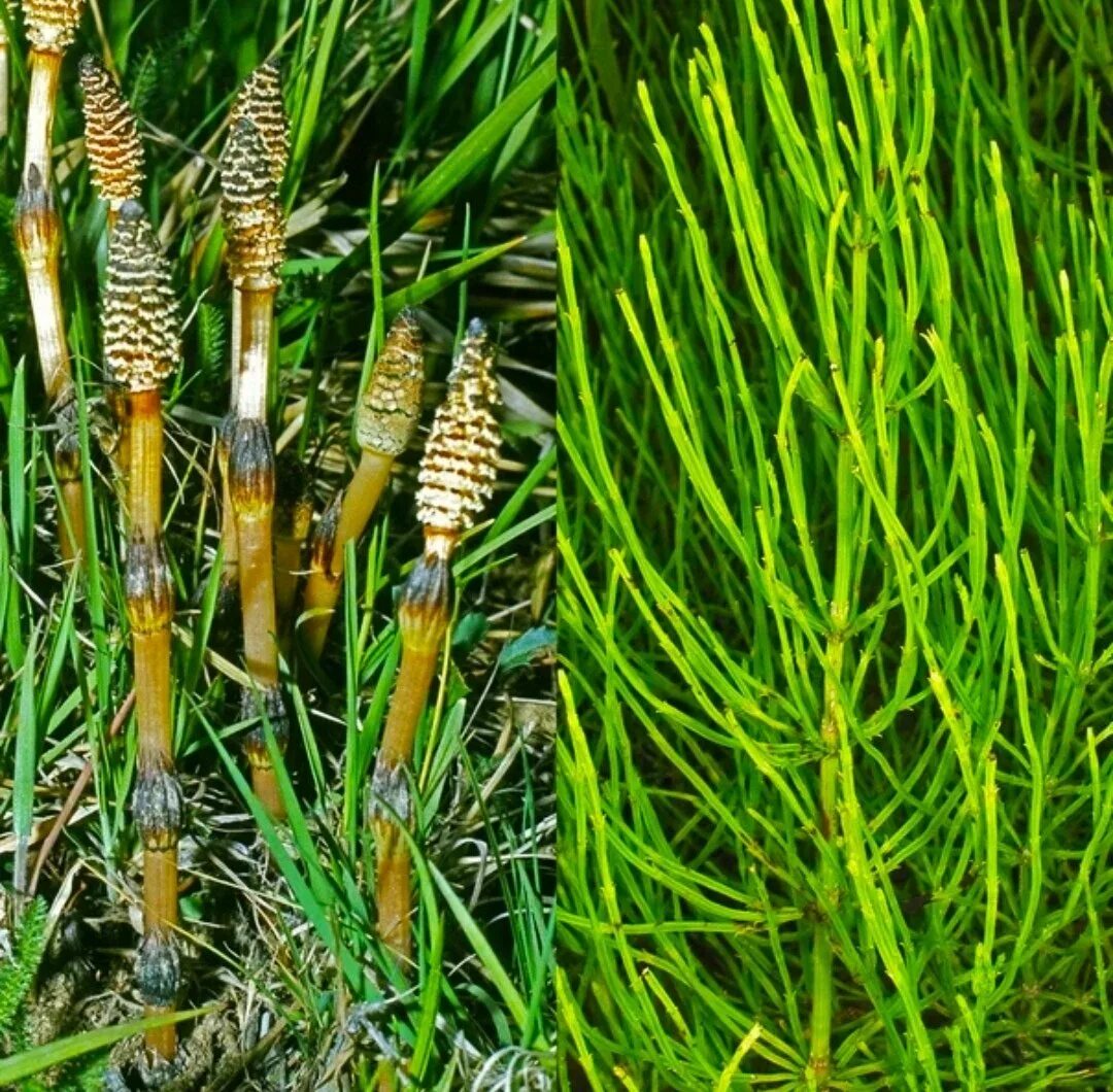 Хвощ полевой. Хвощ полевой (Equisetum arvense). Хвощ полевой Equisetum arvense l.. Хвощ Луговой весенний побег.