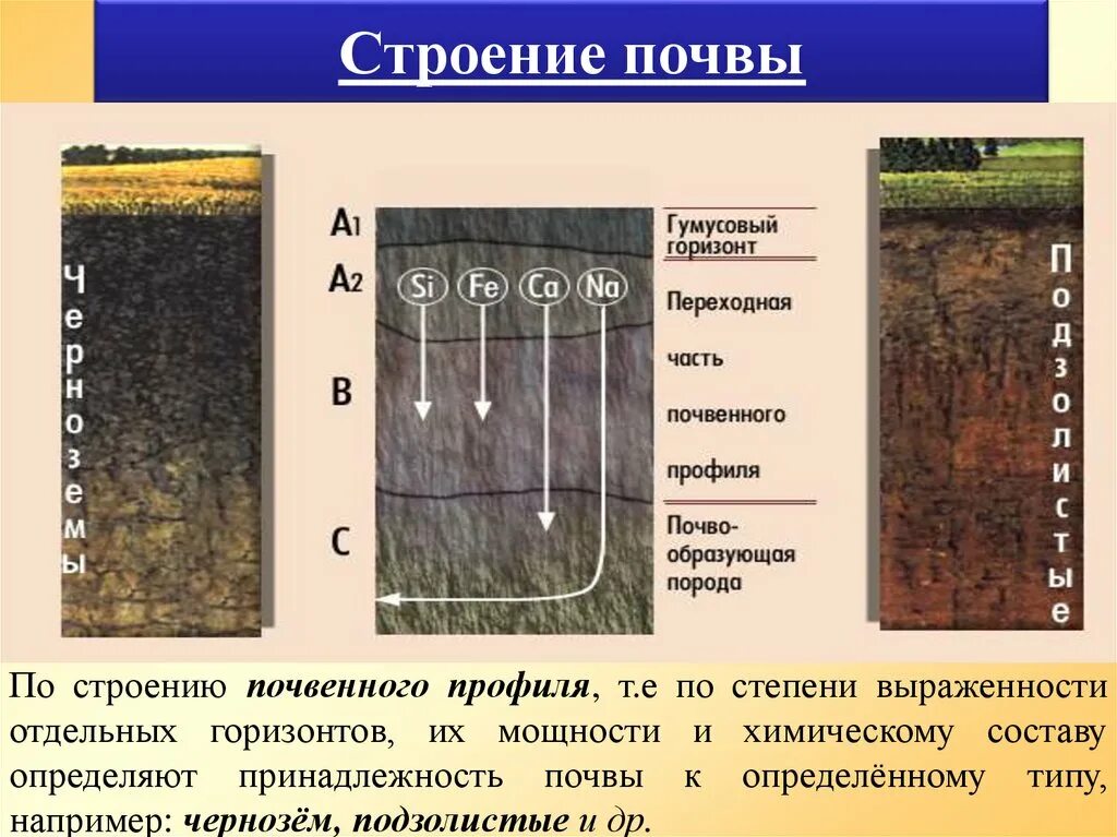 Подзолистые почвы слои. Почвы подзолистые почвы гумусовый Горизонт. Строение почвы чернозема. Почвенный профиль чернозема и подзолистых почв. Плитчатая структура почвы.