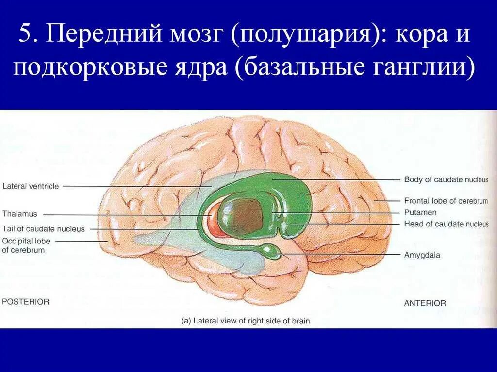 Базальные ядра полушарий мозга. Базальные ганглии головного мозга. Передний мозг. Полушария переднего мозга.