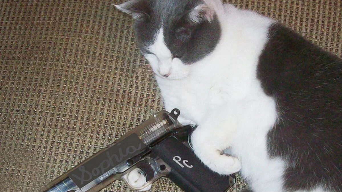 Кот принял угрожающую позу щенок тоже оскалился. Кошка с пистолетом. коты с пистолетами. котенок с пистолетом. кот с револьвером.