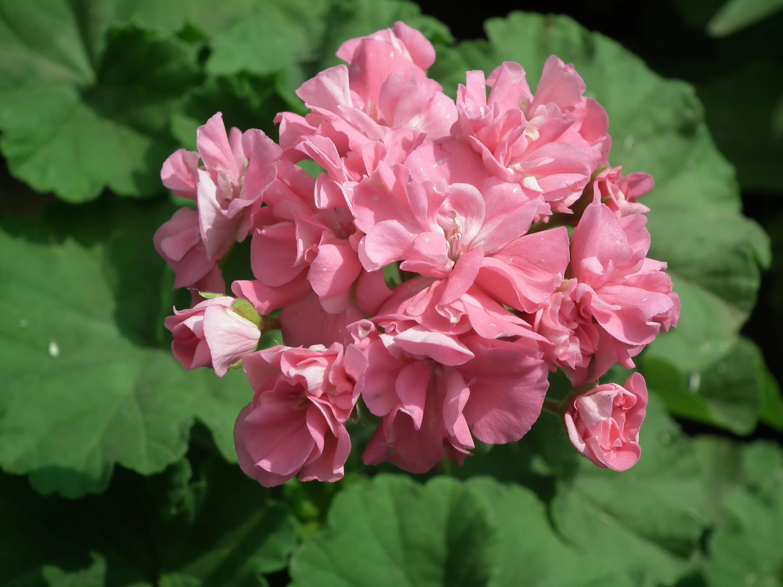 Пеларгонии denise (сутарве). Pink geranium пеларгония. Пеларгония дениз сутарве. Пеларгония аутумн. Пеларгония elnaryds hilda.