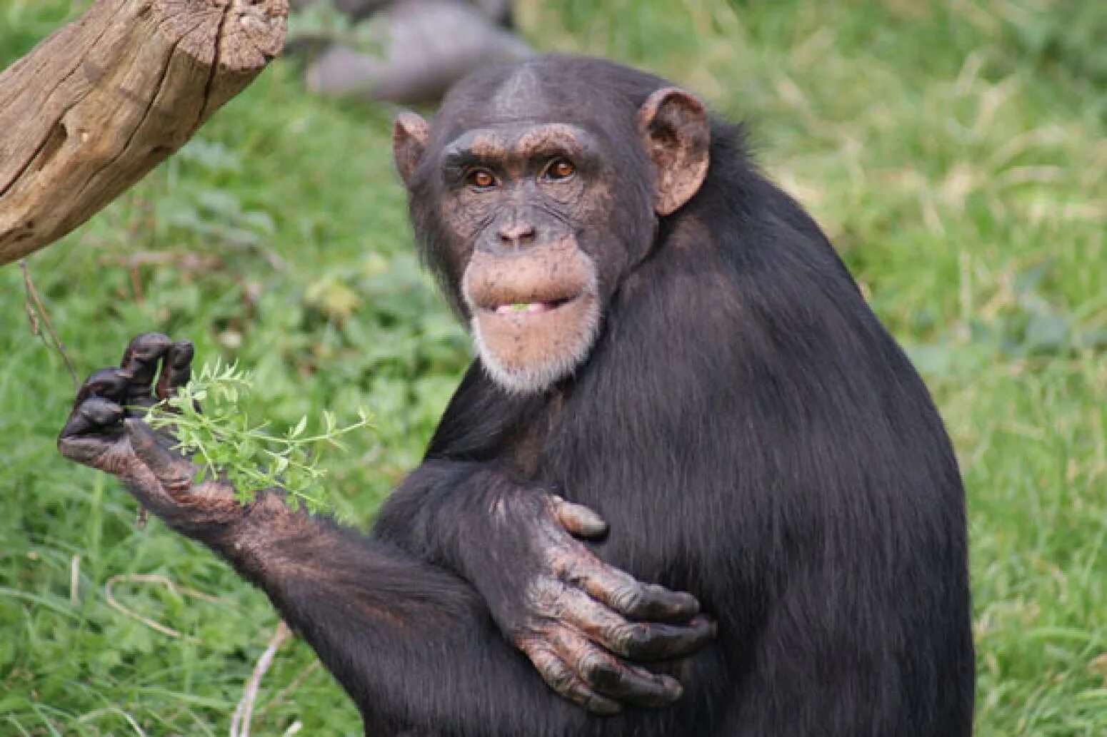 Ногти обезьяны. Обезьяна с маникюром. Ногти шимпанзе. Фотографии ногти обезьян. Обезьяна с маникюром фото.