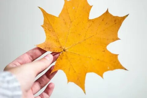 Листья праздничных кленов
