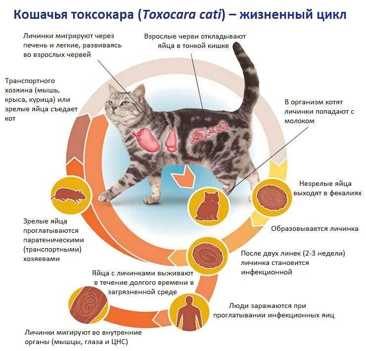 Почему подверженность заражению паразитами наиболее высока