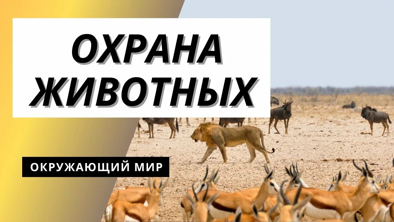 Охрана животных 3 класс окружающий проект Презентация по биологии 7 класс.Экологические группы млекопитающих их значение в