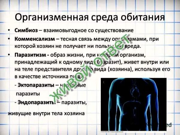 Тест организменная среда обитания. Условия организменной среды обитания. Характеристика организменной среды. Организменная среда обитания характеристика. Организменная среда характеристика среды.