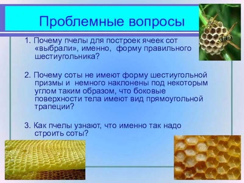 Сот значение. Соты пчелиные. форма пчелиных сот. форма пчелиной соты. пчелиные соты строение.